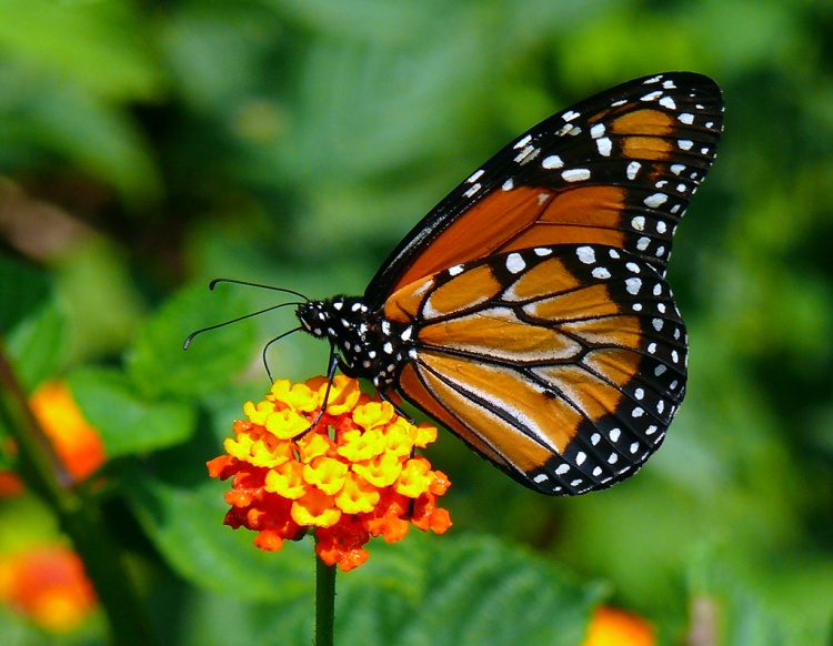 NATUREZA – Aumento de borboletas chama atenção na região metropolitana de Maceió
