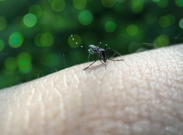 Photo of EM ALAGOAS – Já foram registrados mais 290 casos de dengue e 7 de chikungunya este ano