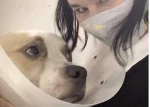 Photo of ESTOU PRONTO – Após ser resgatado, tratado e curado, pitbull ‘Norcon’ quer ser adotado
